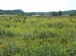 images_041